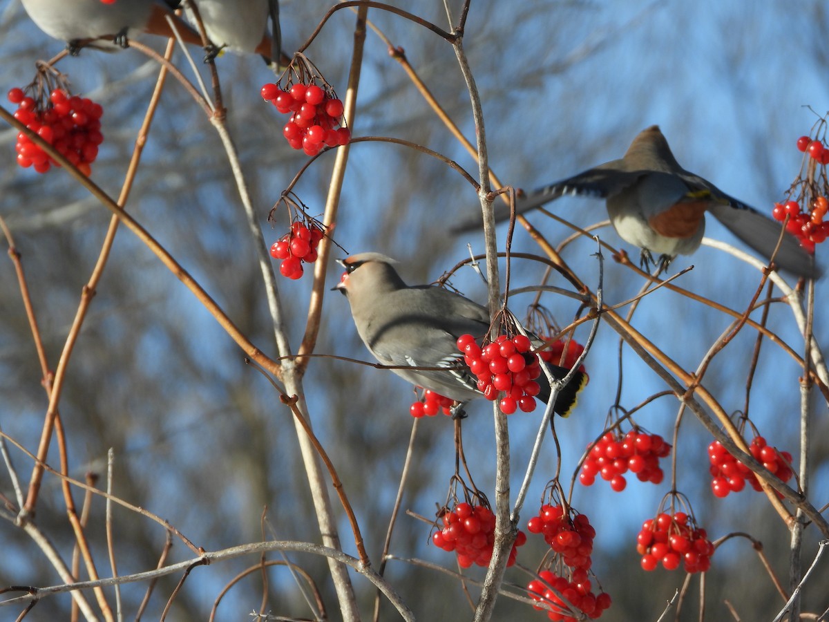 Seidenschwanz - ML646844042