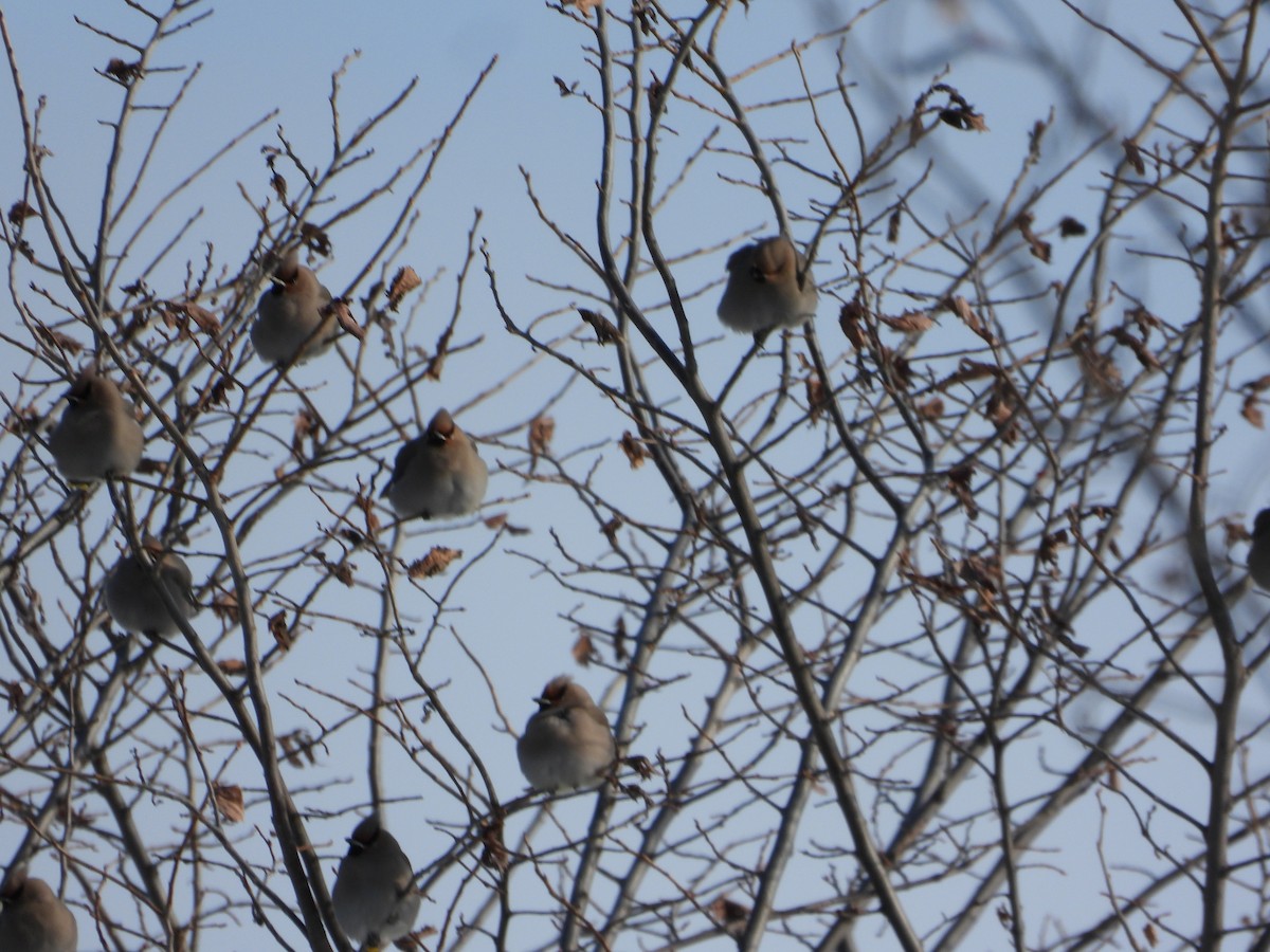 Seidenschwanz - ML646844043