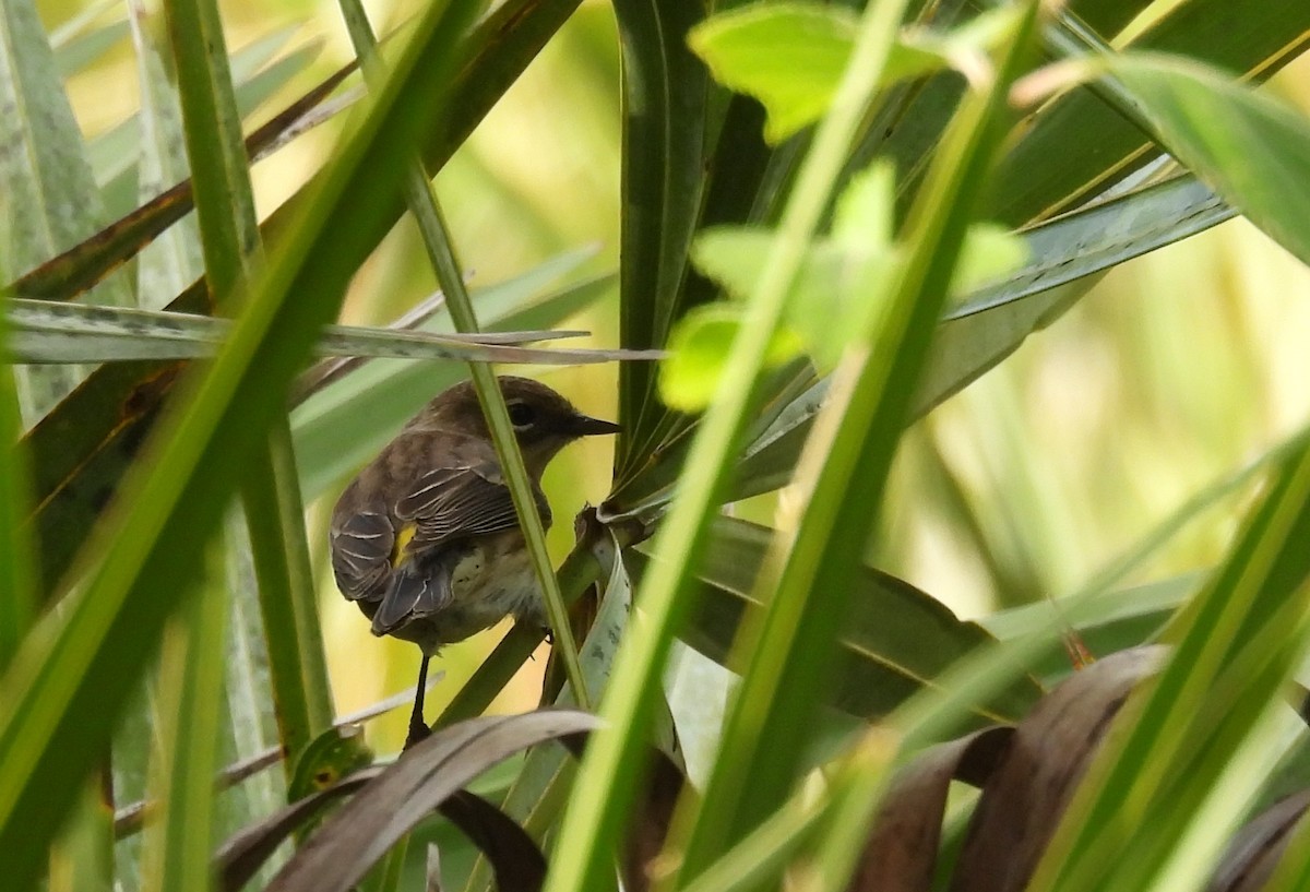 Пісняр-лісовик жовтогузий - ML646844044