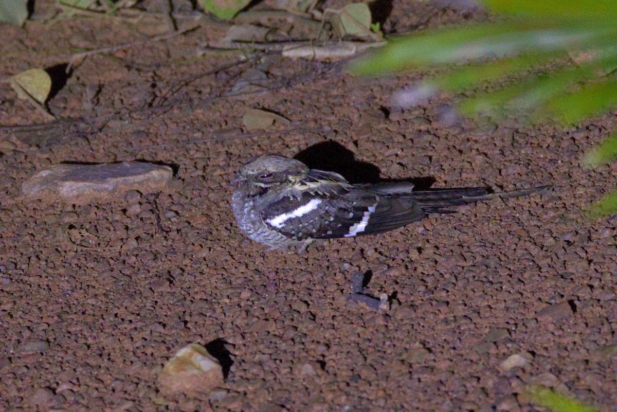 Long-tailed Nightjar - ML646844045