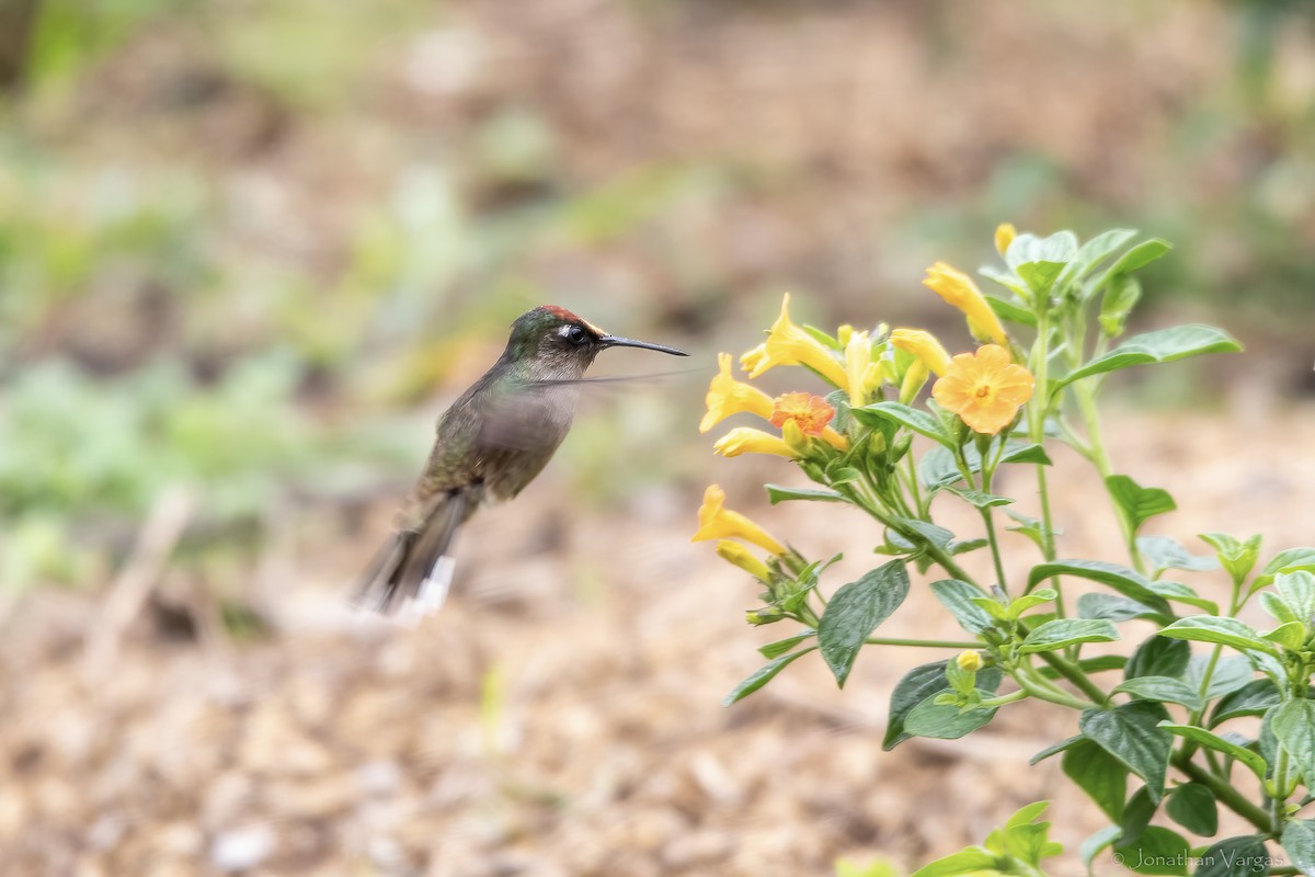 Tolima Blossomcrown - ML646844046