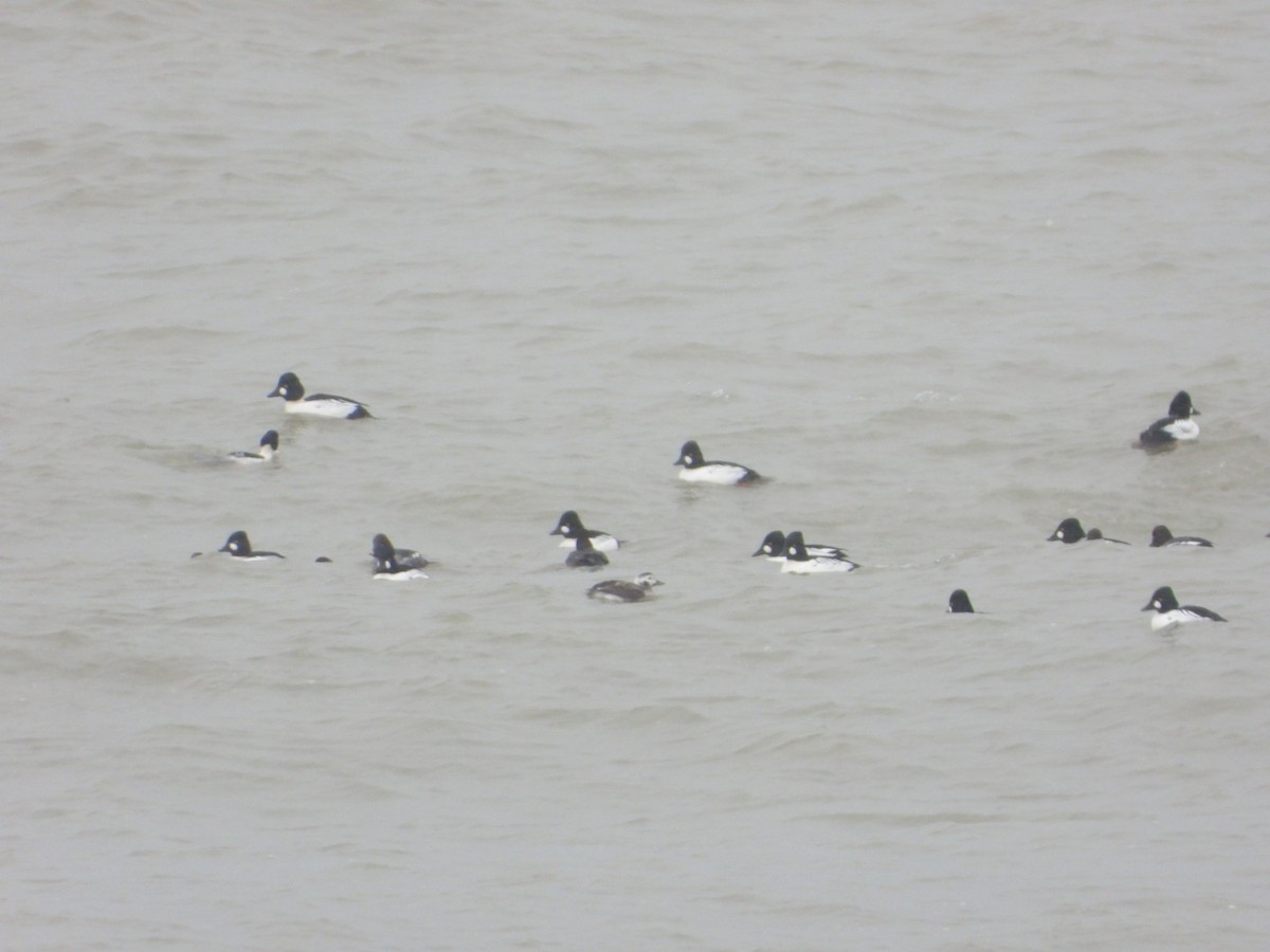 Long-tailed Duck - ML646844049