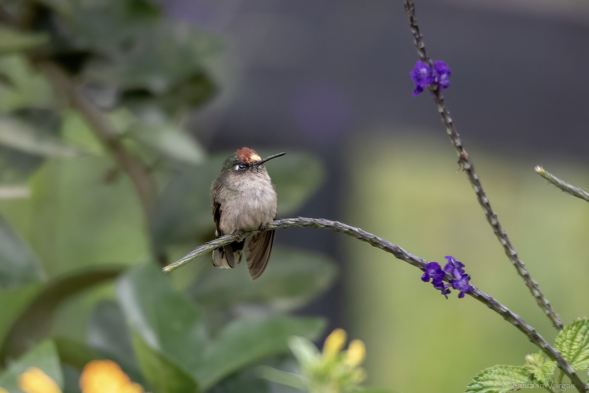Tolima Blossomcrown - ML646844050