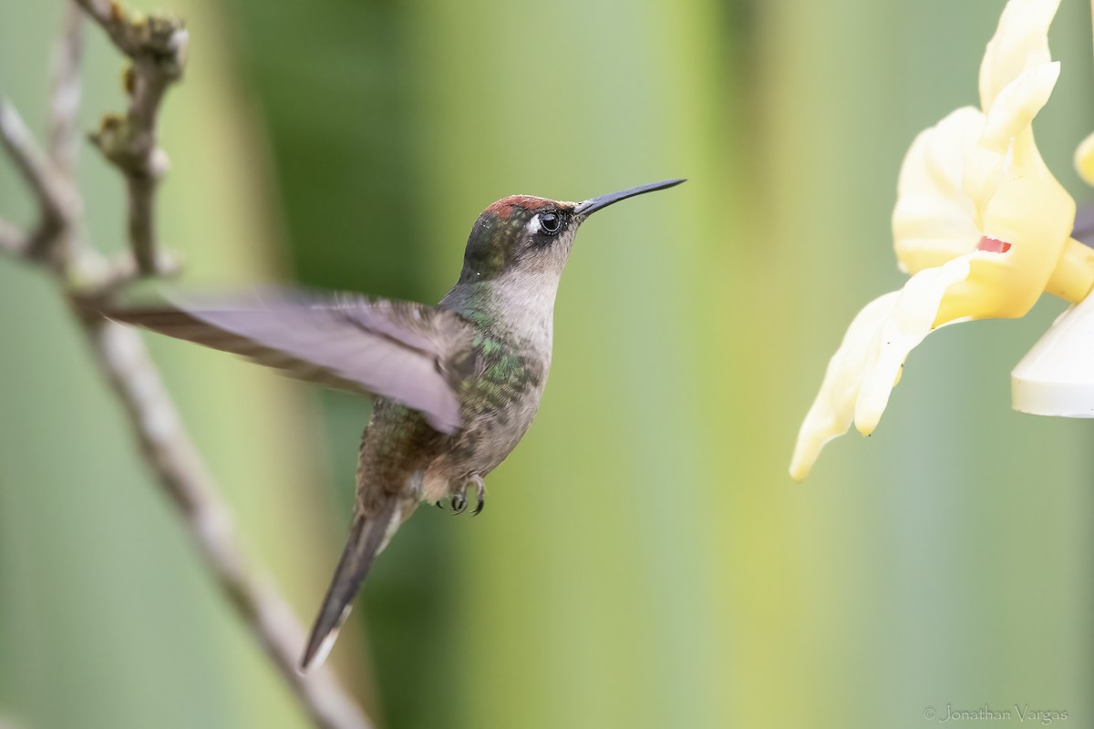 Tolima Blossomcrown - ML646844055