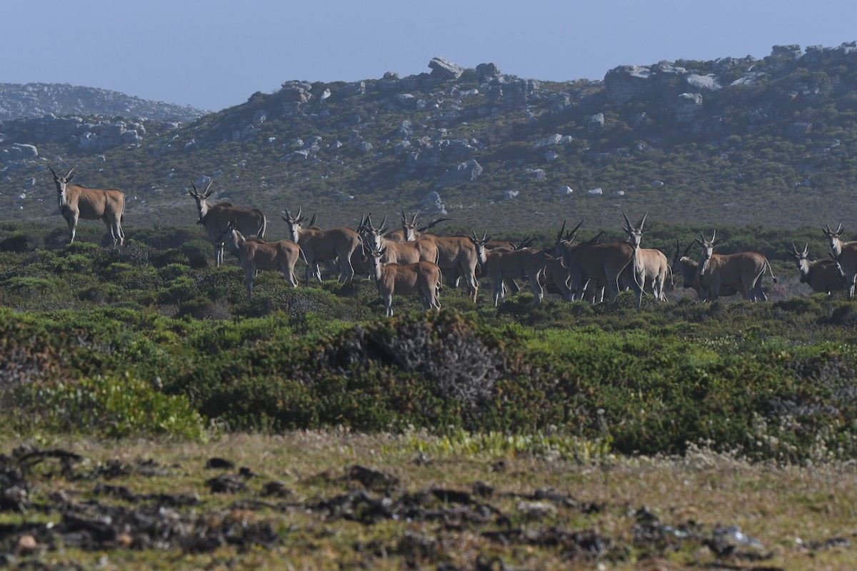 Cape Eland - ML646844056