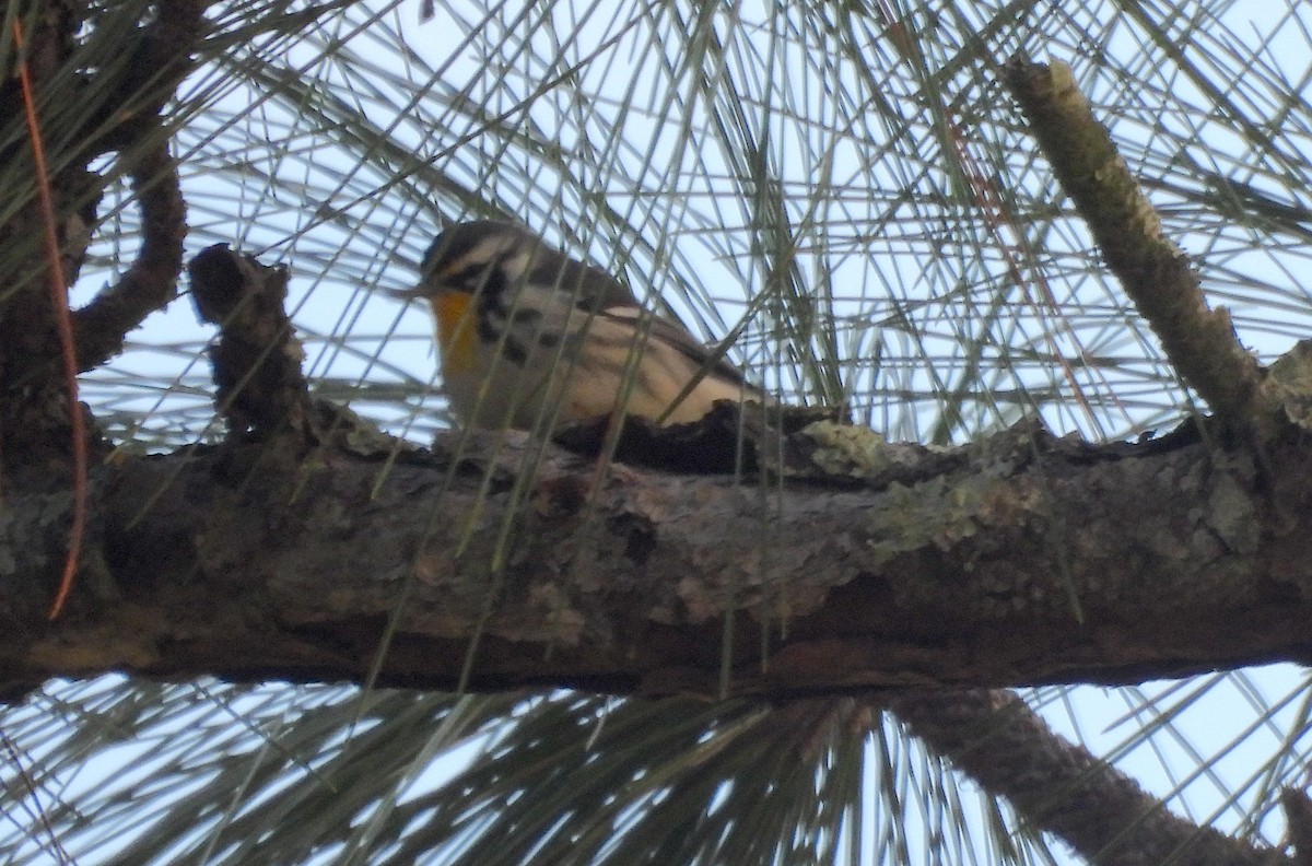 Sarı Gerdanlı Ötleğen - ML646844057