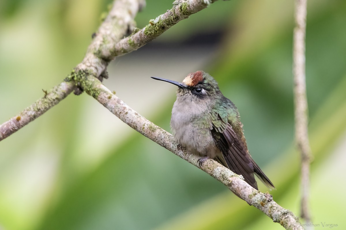 Tolima Blossomcrown - ML646844058