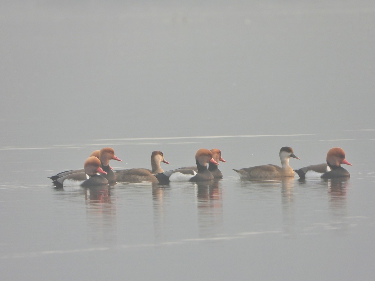 Red-crested Pochard - ML646844073