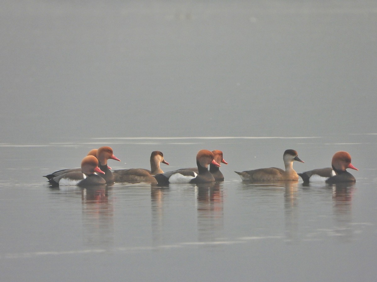 Red-crested Pochard - ML646844074