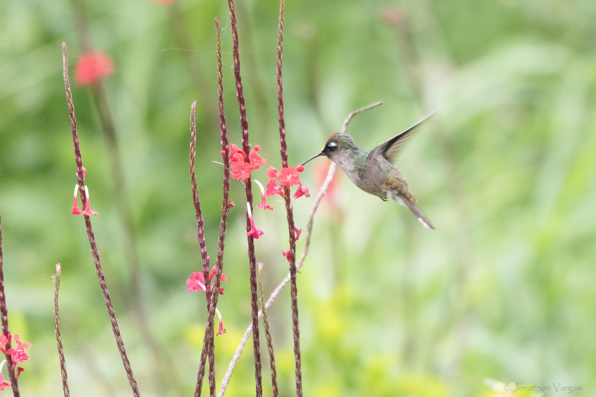 Tolima Blossomcrown - ML646844075