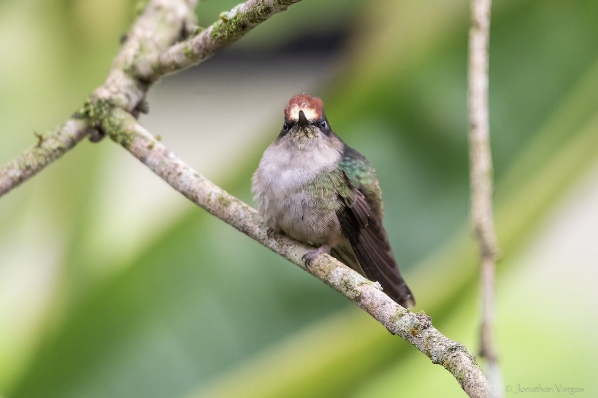 Tolima Blossomcrown - ML646844076