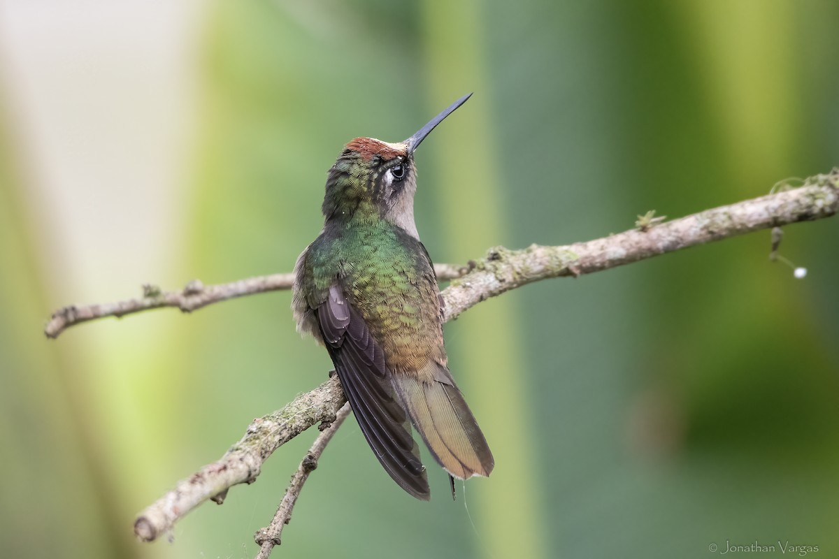 Tolima Blossomcrown - ML646844077