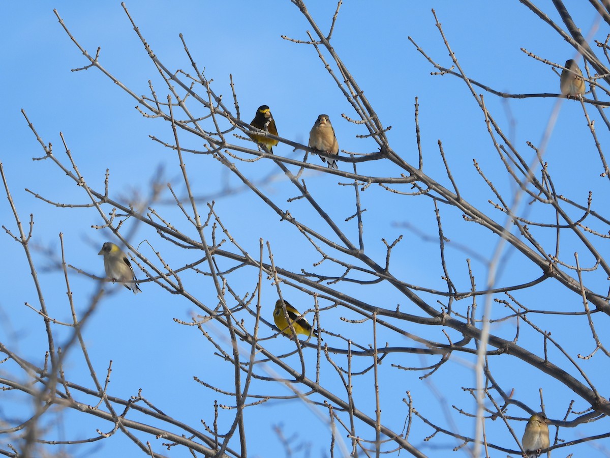 Abendkernbeißer - ML646844079