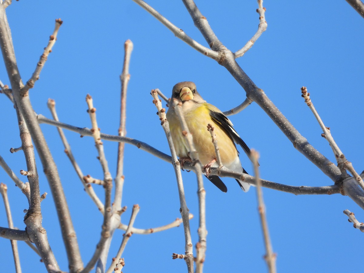 Abendkernbeißer - ML646844080