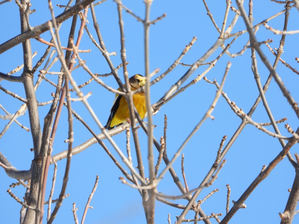 Abendkernbeißer - ML646844081