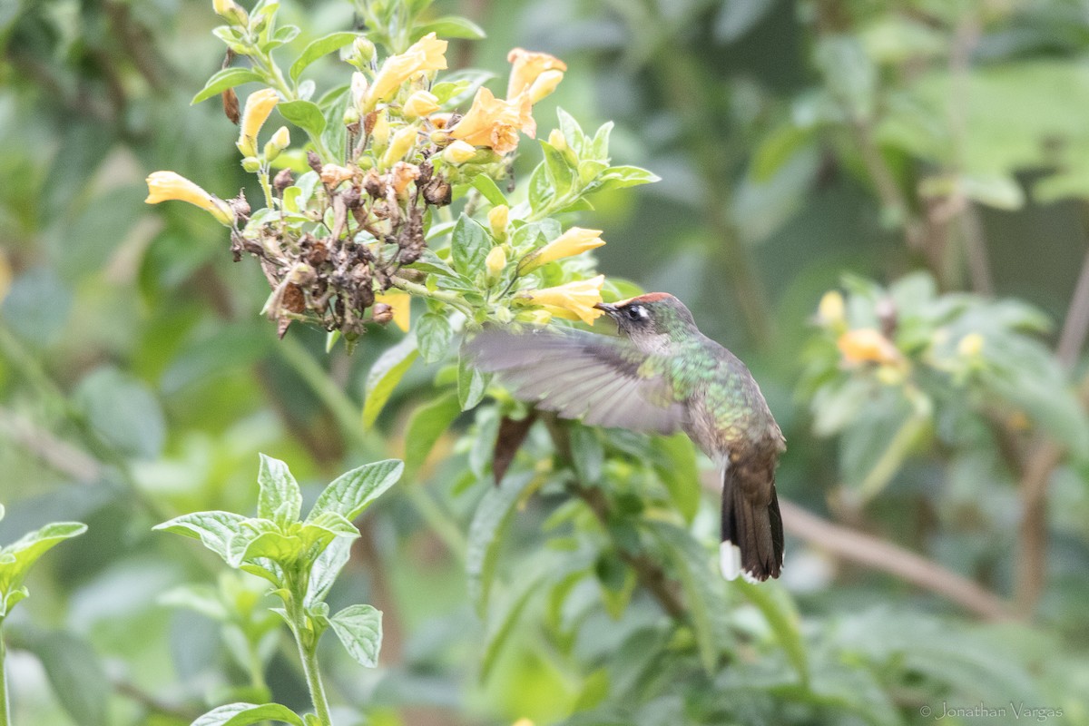 Tolima Blossomcrown - ML646844082