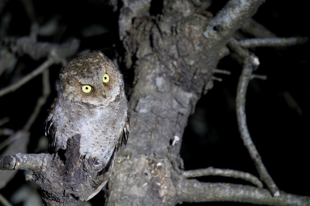 Mountain Scops-Owl - ML646844084