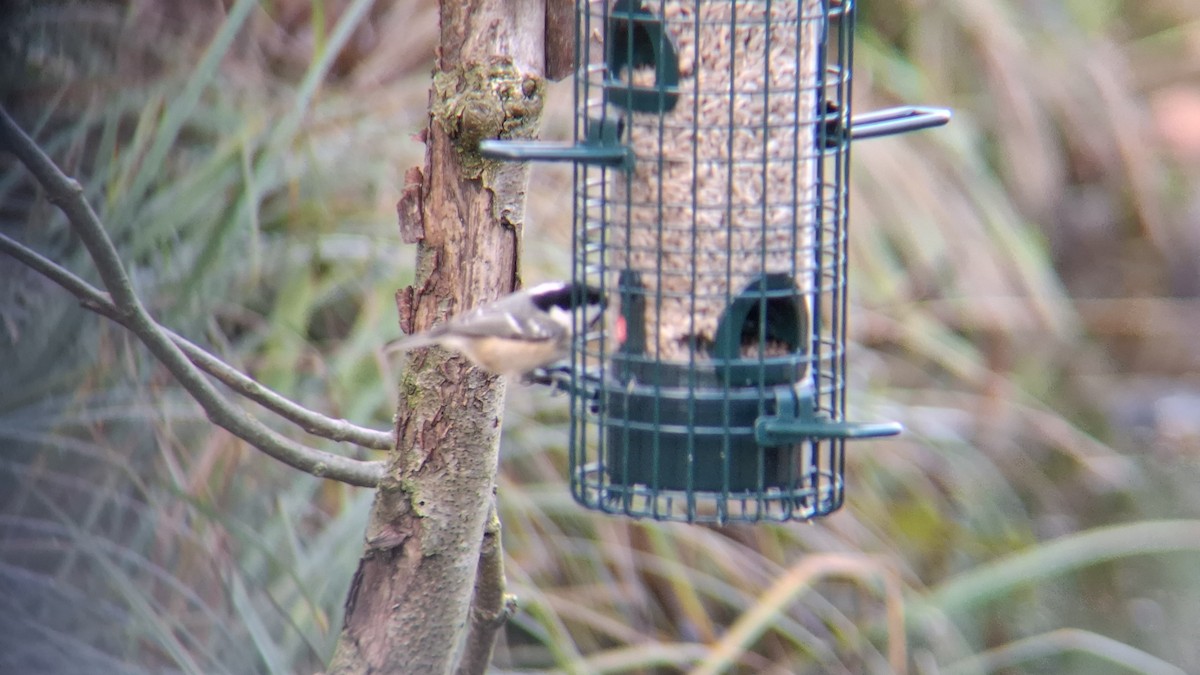 Coal Tit - ML646844085