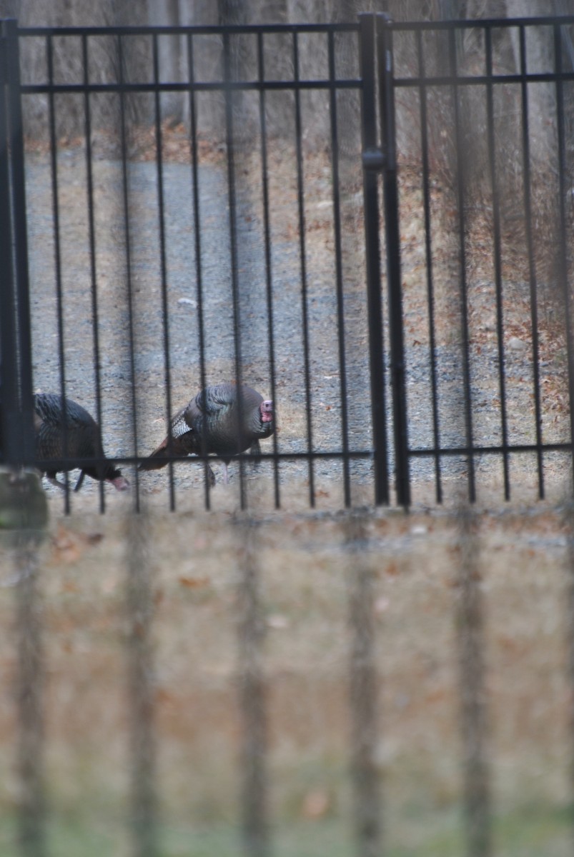 シチメンチョウ - ML646844086