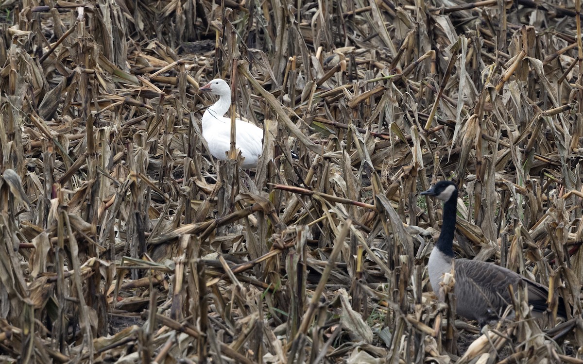 Elur-antzara - ML646844089