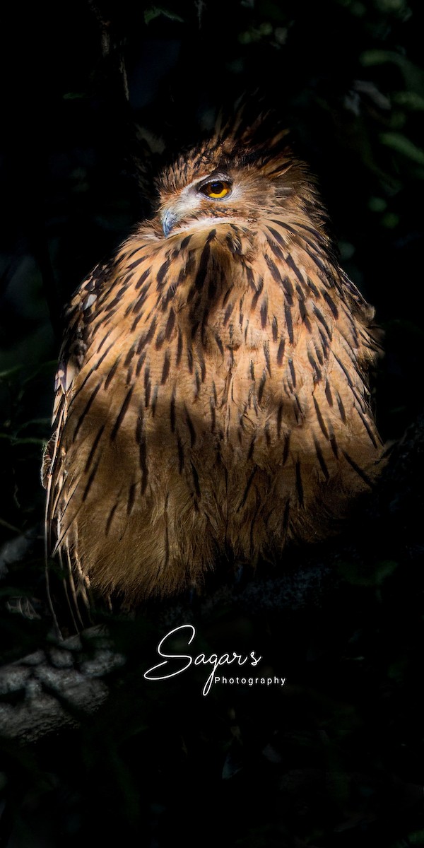 Tawny Fish-Owl - ML646844090