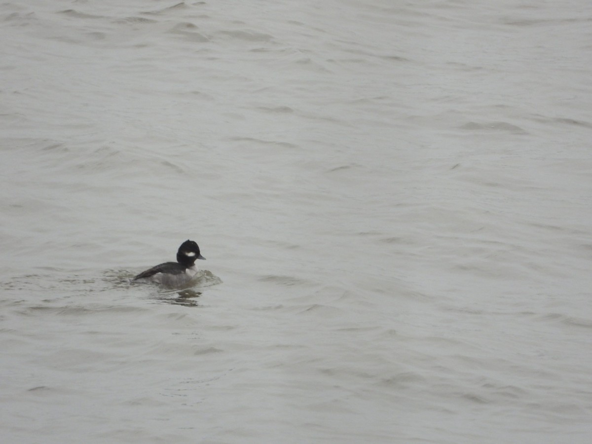 Bufflehead - ML646844091
