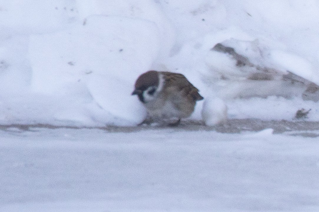 pilfink - ML646844093