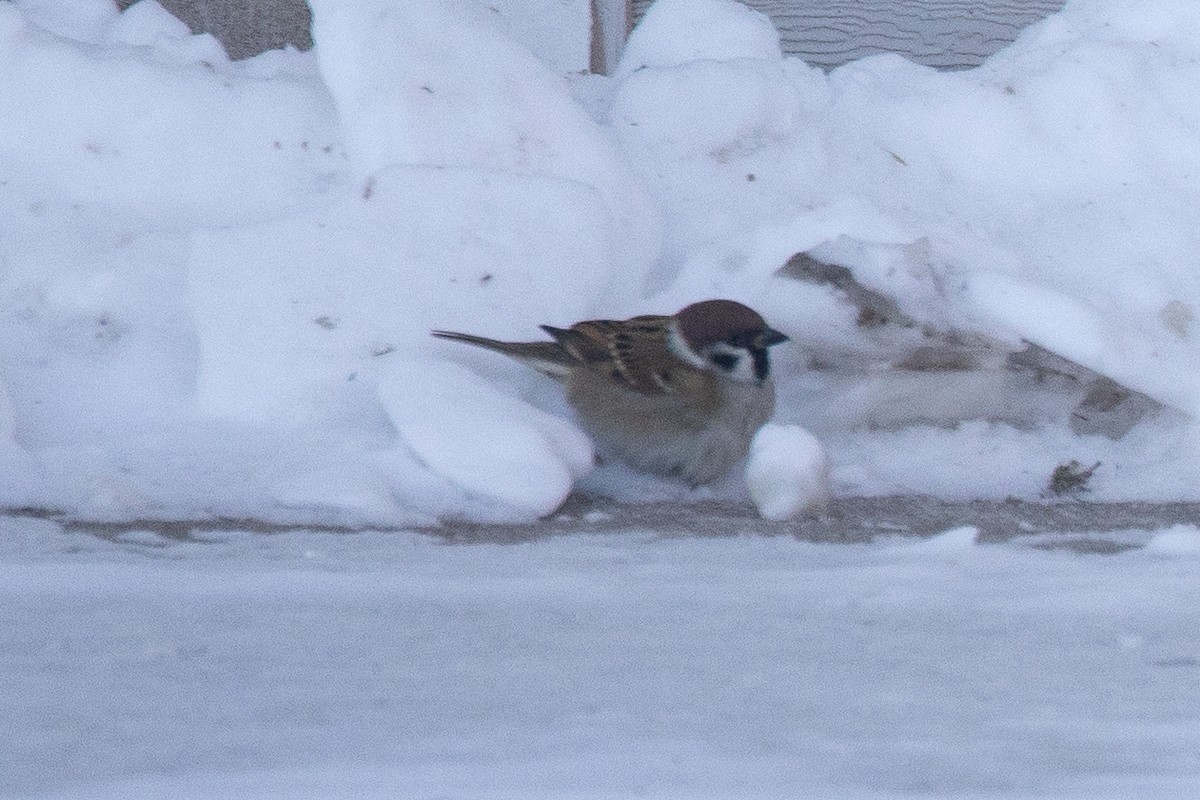 pilfink - ML646844094