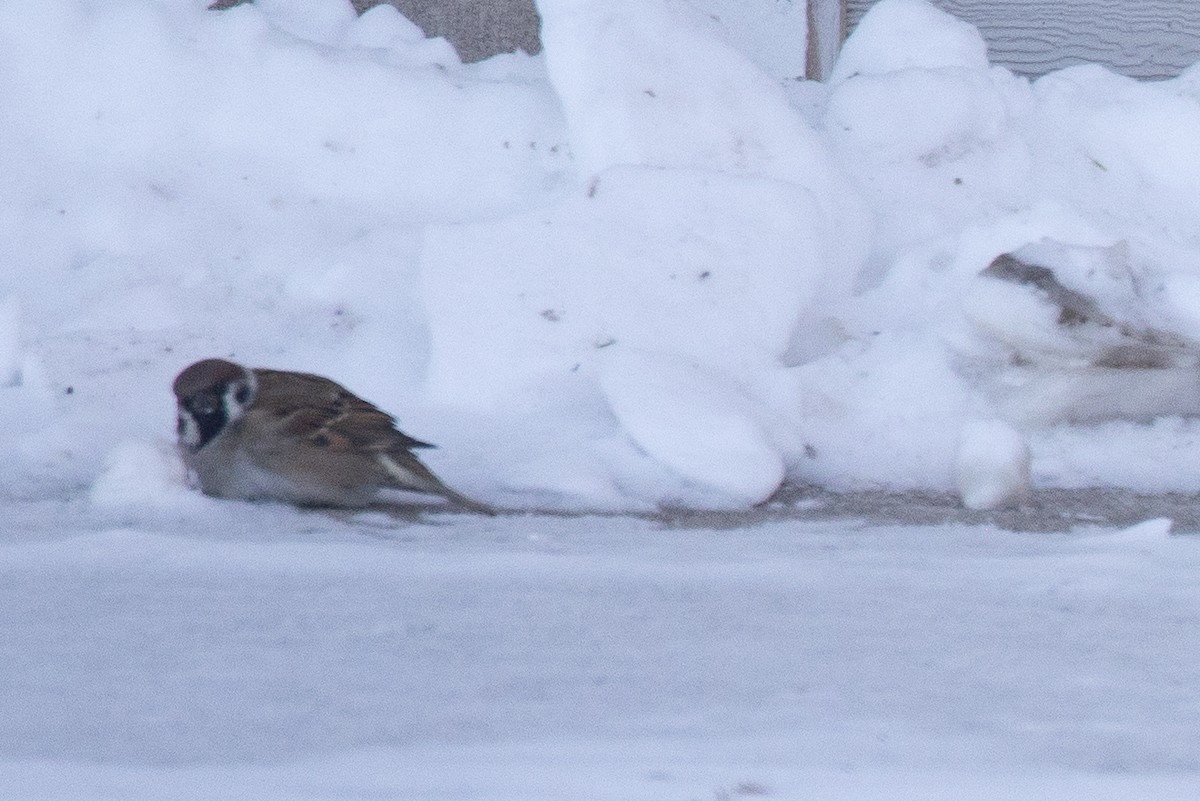 pilfink - ML646844095