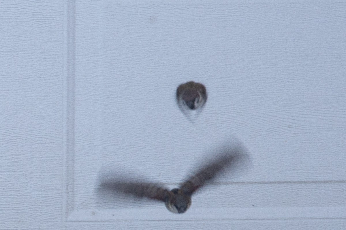 pilfink - ML646844096