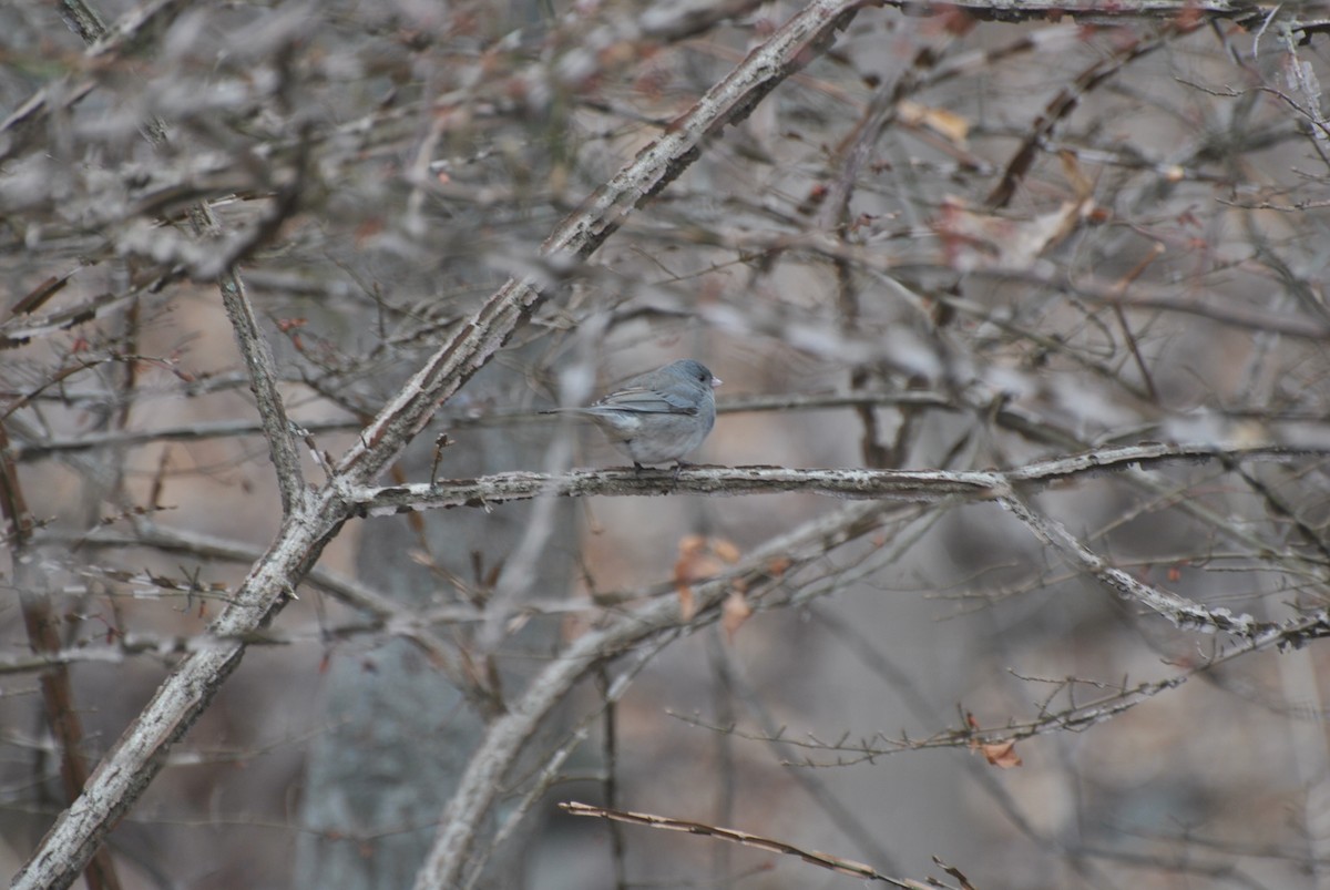 Dark-eyed Junco - ML646844097