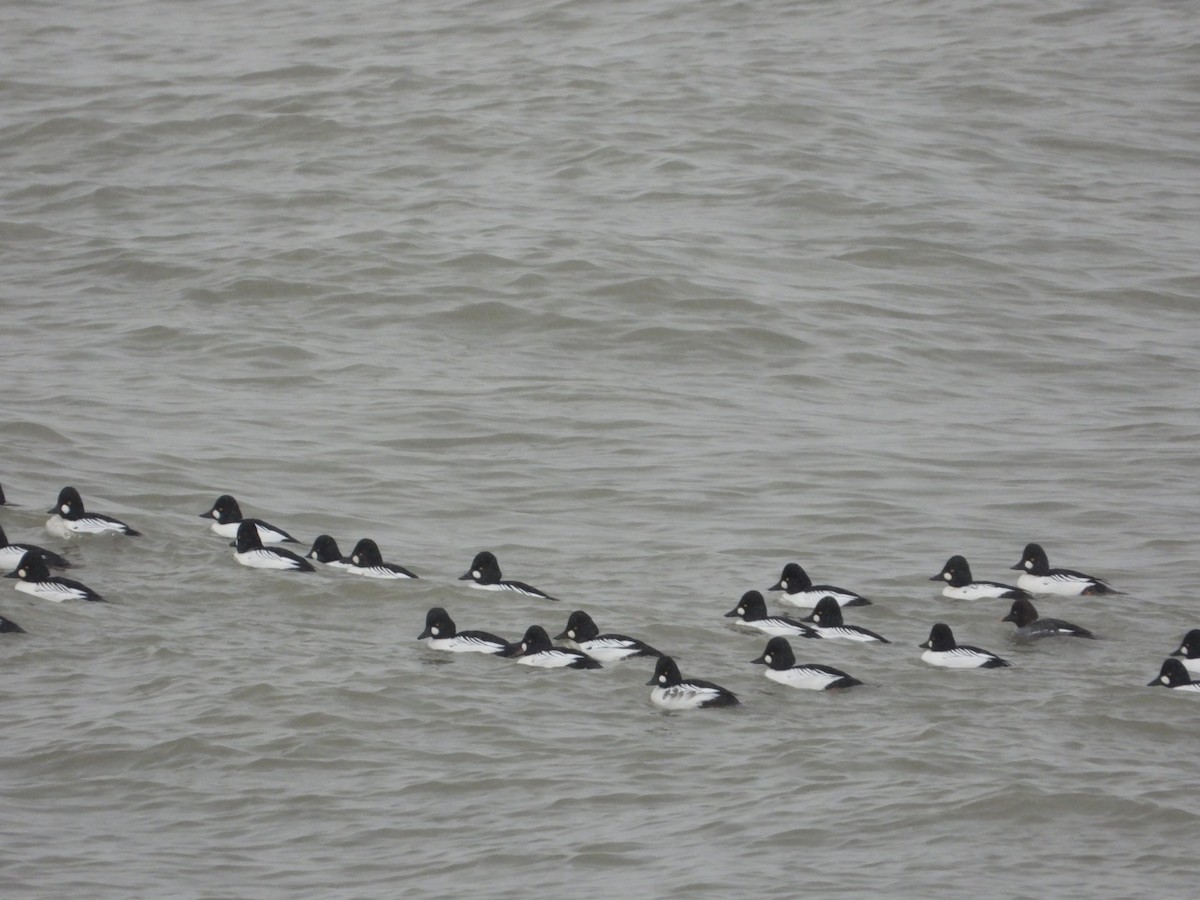 Common Goldeneye - ML646844098