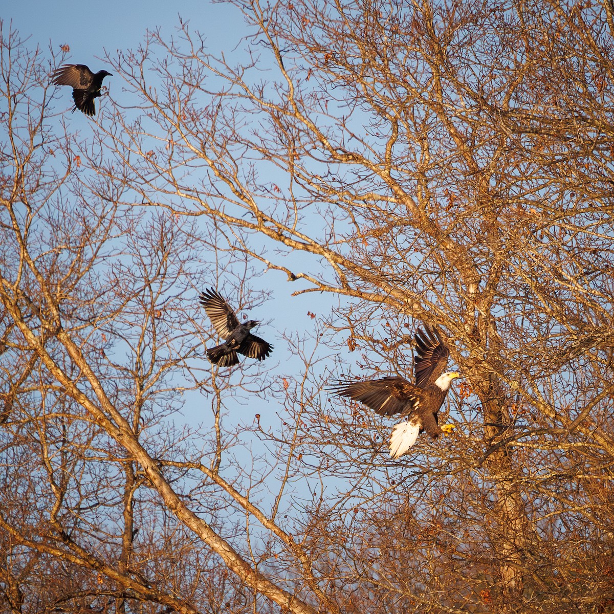 Bald Eagle - ML646844102
