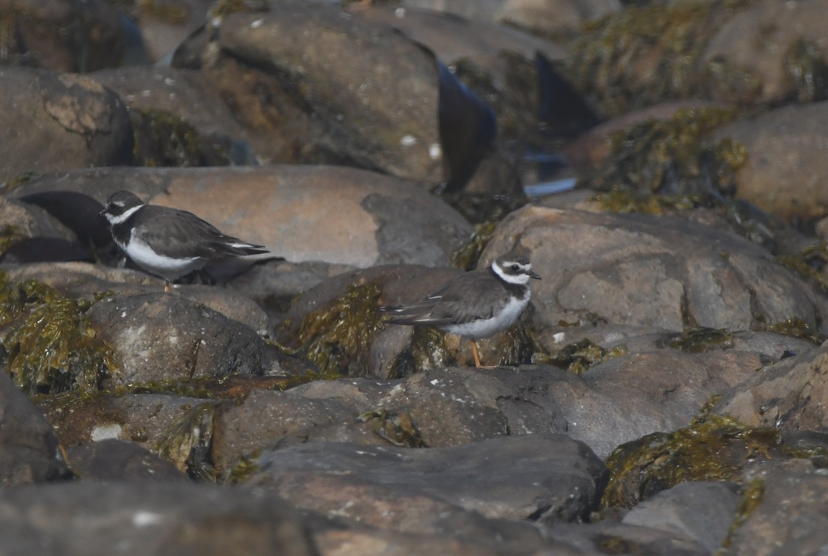 Common Ringed Plover - ML646844106
