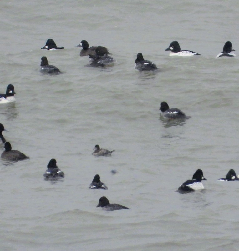 Ruddy Duck - ML646844107