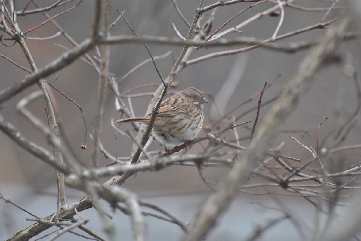 Song Sparrow - ML646844109