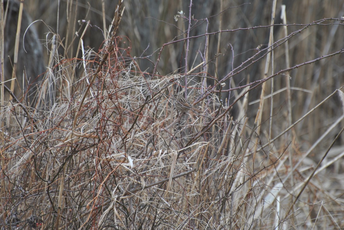 Song Sparrow - ML646844110