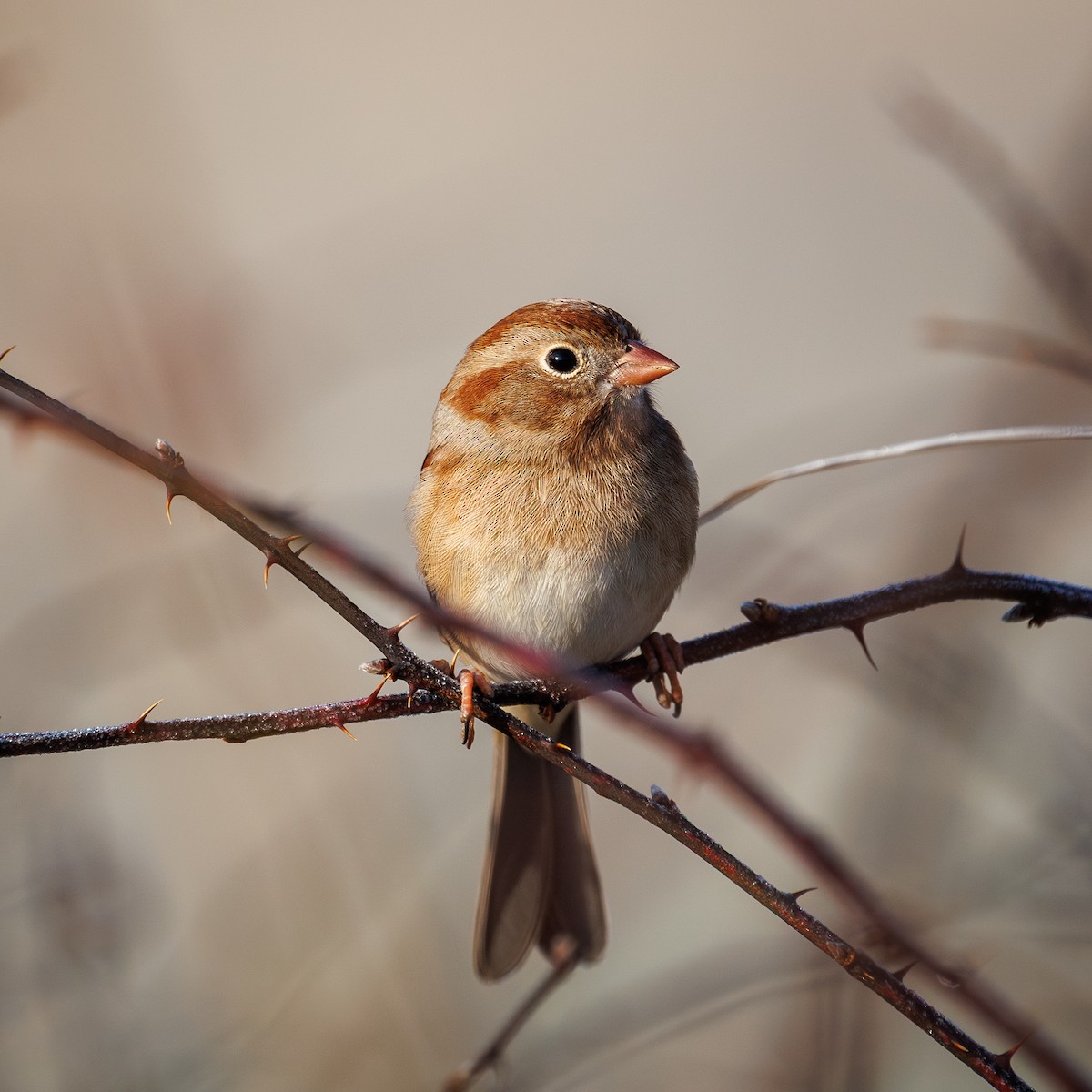 Field Sparrow - ML646844111