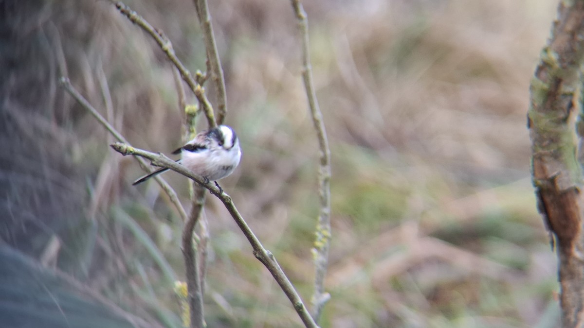 Long-tailed Tit - ML646844112