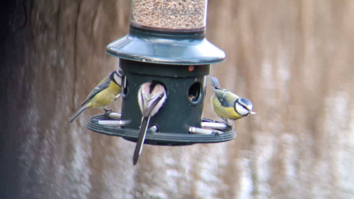 Long-tailed Tit - ML646844113