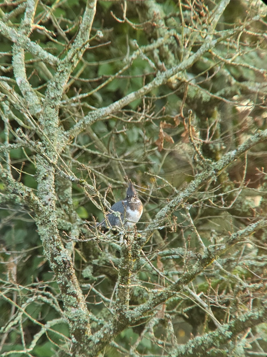 Martin handi iparramerikarra - ML646844121