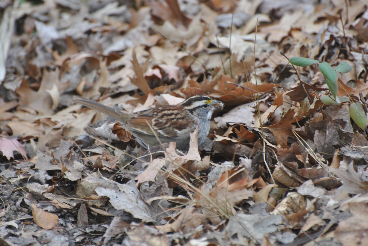 White-throated Sparrow - ML646844123
