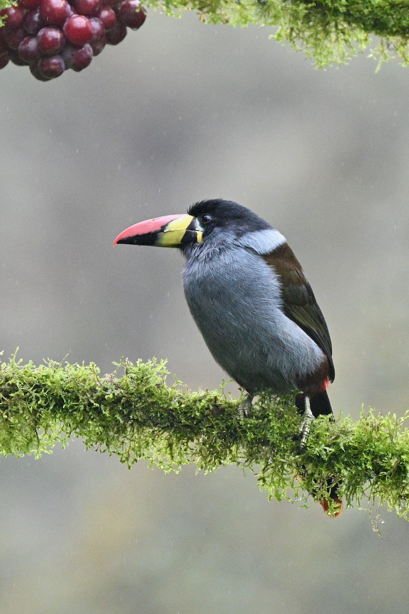 Blautukan - ML646844126