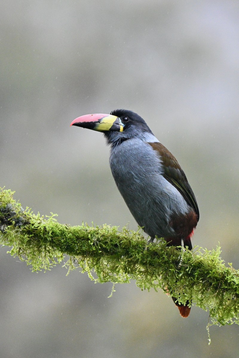 Blautukan - ML646844127