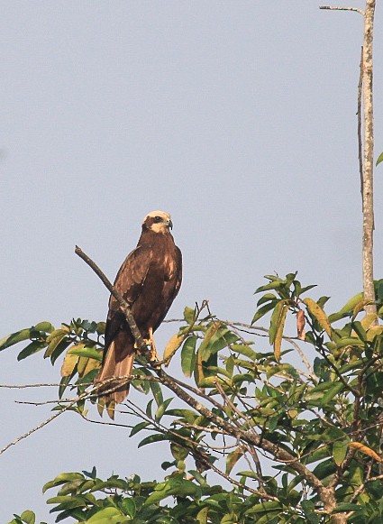 sivhauk - ML646844128