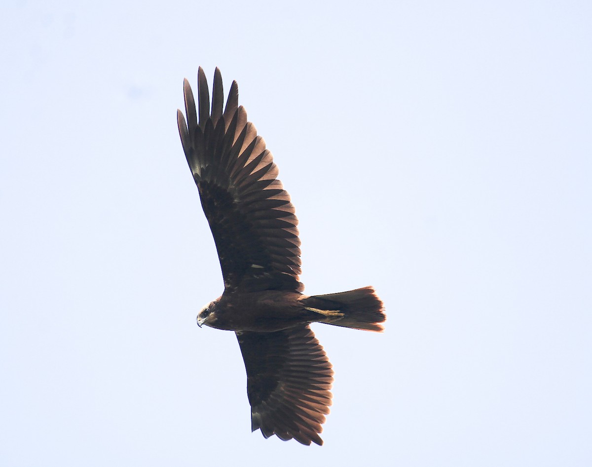 sivhauk - ML646844131