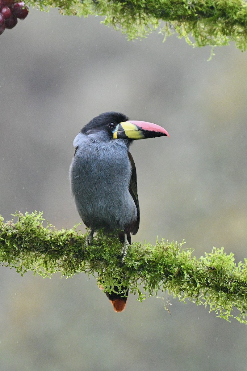 Blautukan - ML646844132