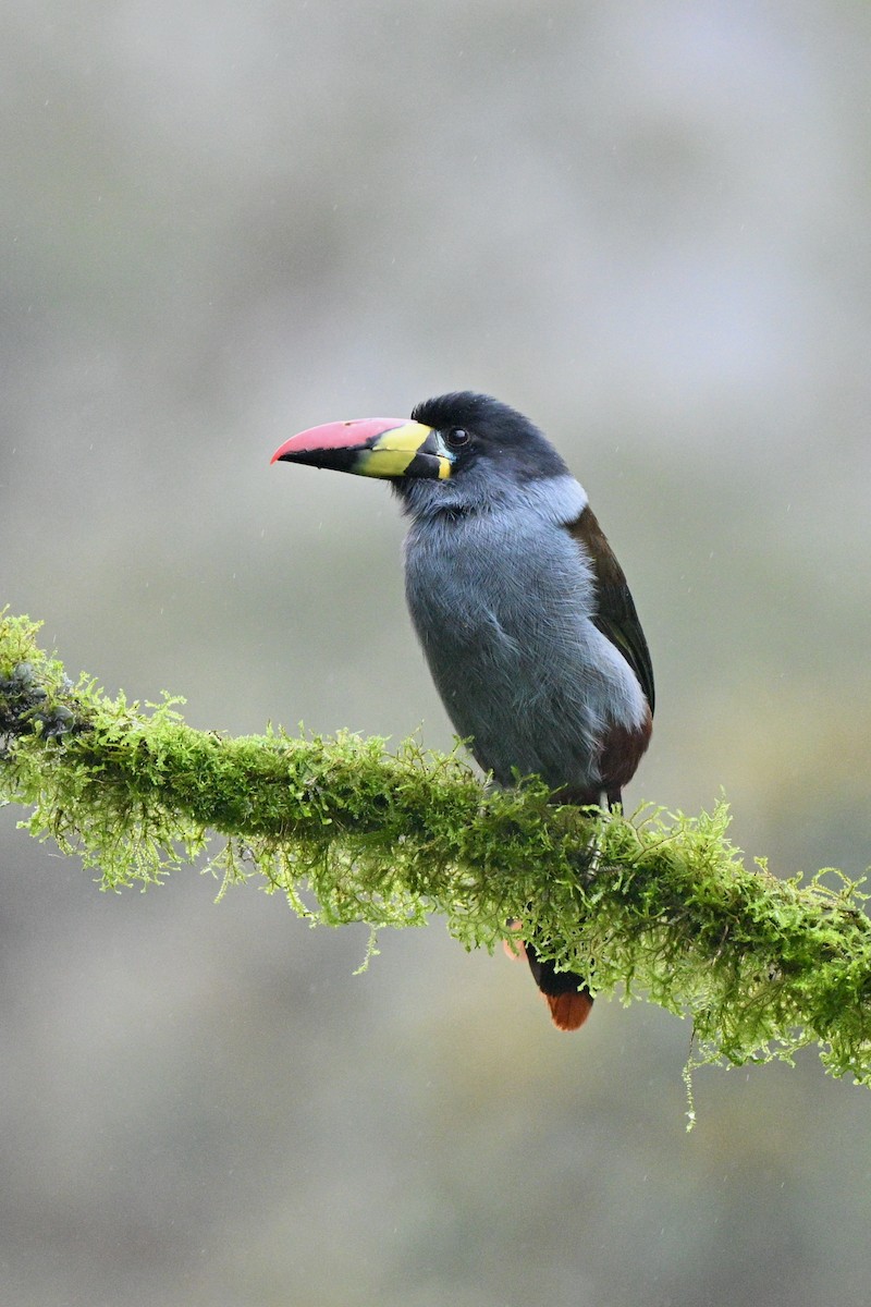 Blautukan - ML646844133