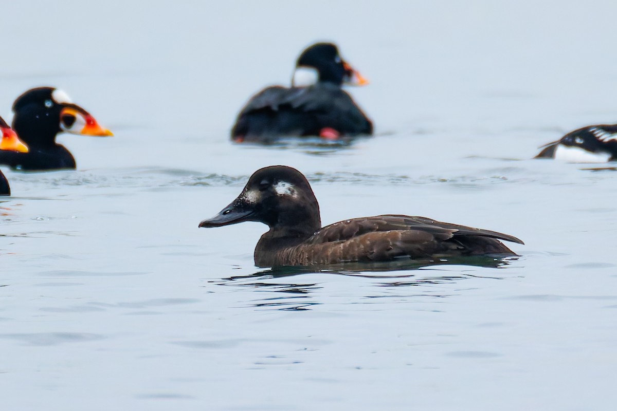 Ahatebeltz hegalzuri amerikarra - ML646844134