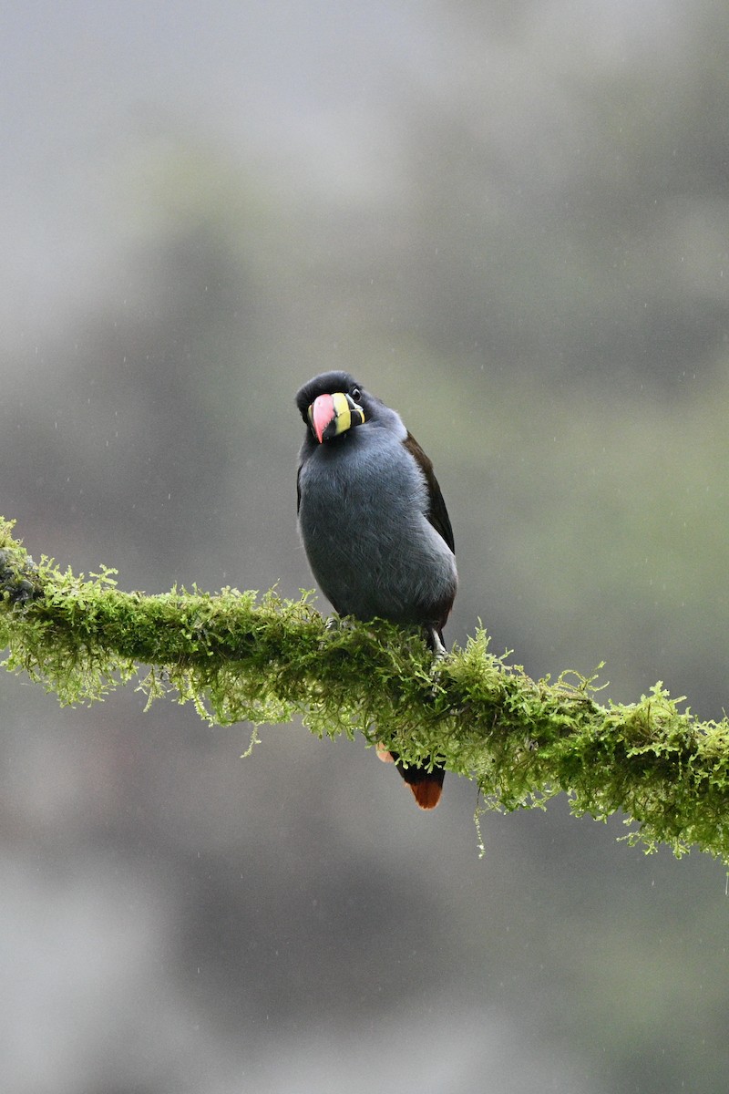 Blautukan - ML646844135